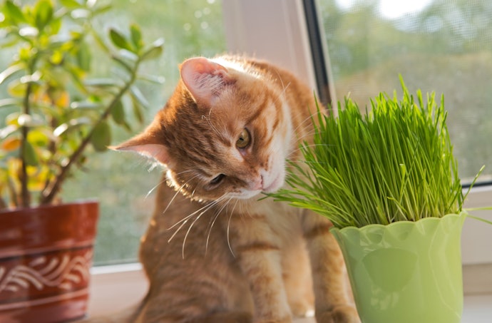 猫草の栽培方法は?水耕栽培はできる?
