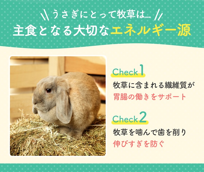 うさぎには牧草が必要?