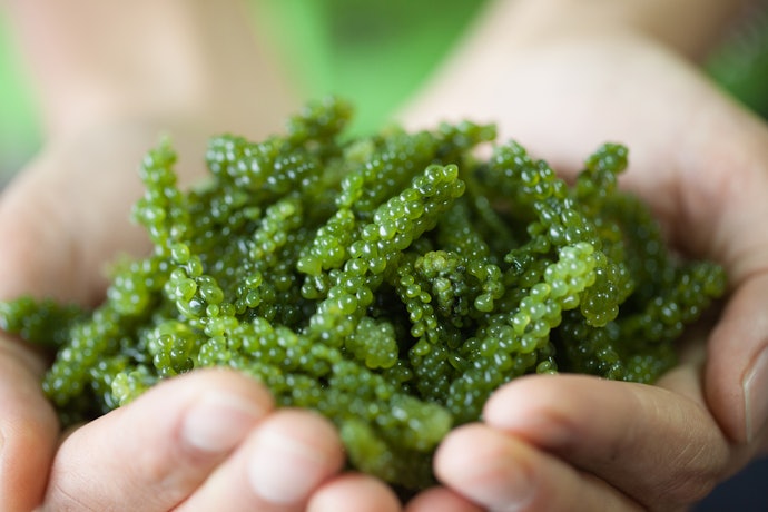 プチプチ食感がやみつきに!海ブドウの魅力は?