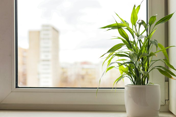 消臭効果も!トイレに観葉植物を置くメリットは?