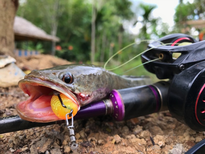 雷魚はどんな特徴がある?専用ロッドを使うメリットとは?