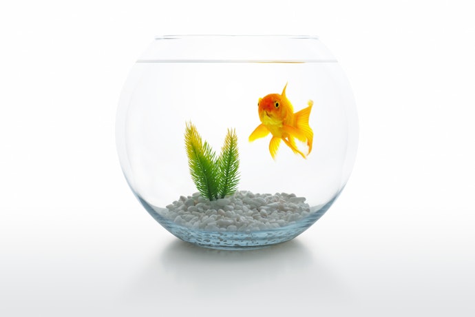 金魚鉢のメリット・デメリットとは?水槽での飼育との違いは?