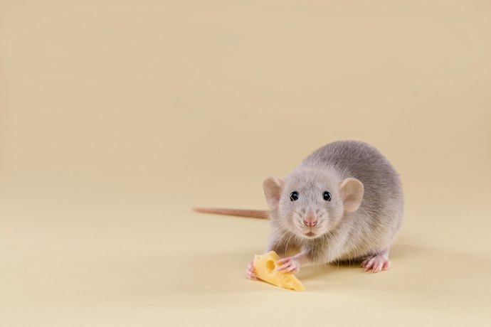ネズミ用毒餌のメリットは?デメリットはある?