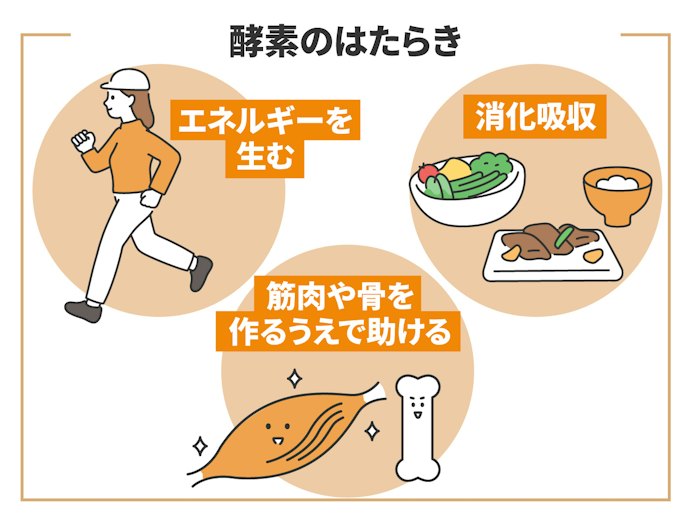 酵素の効果とは?ほかのダイエットサプリと何が違うの?