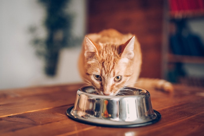 ルチンは猫に飲ませてもよい?