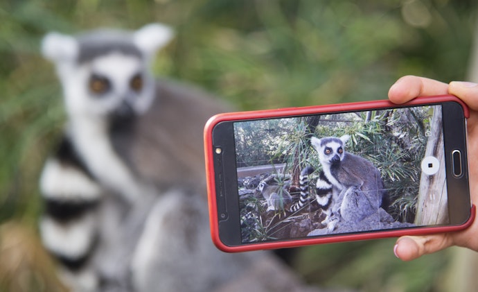 スマホで手軽に見られる!動物図鑑アプリとは?