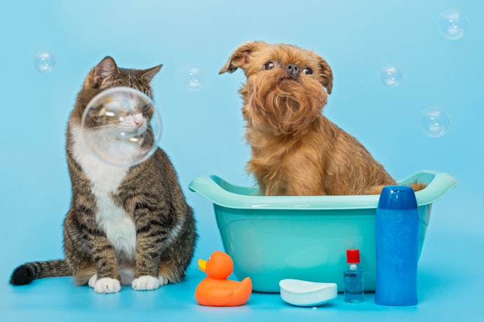 子犬・子猫にはいつからシャンプーできる?
