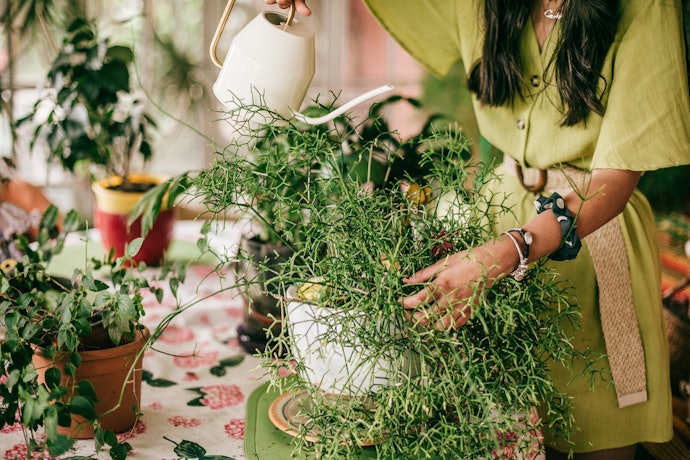 珍しい観葉植物の特徴は?どこで手に入る?