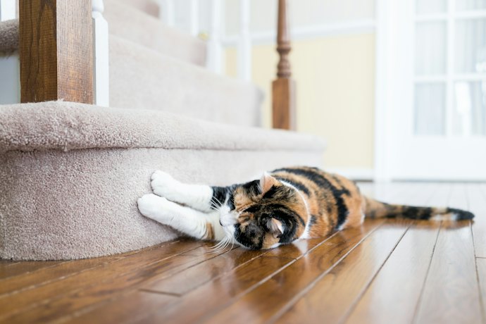 猫に爪とぎはなぜ必要?何か月から使用できる?