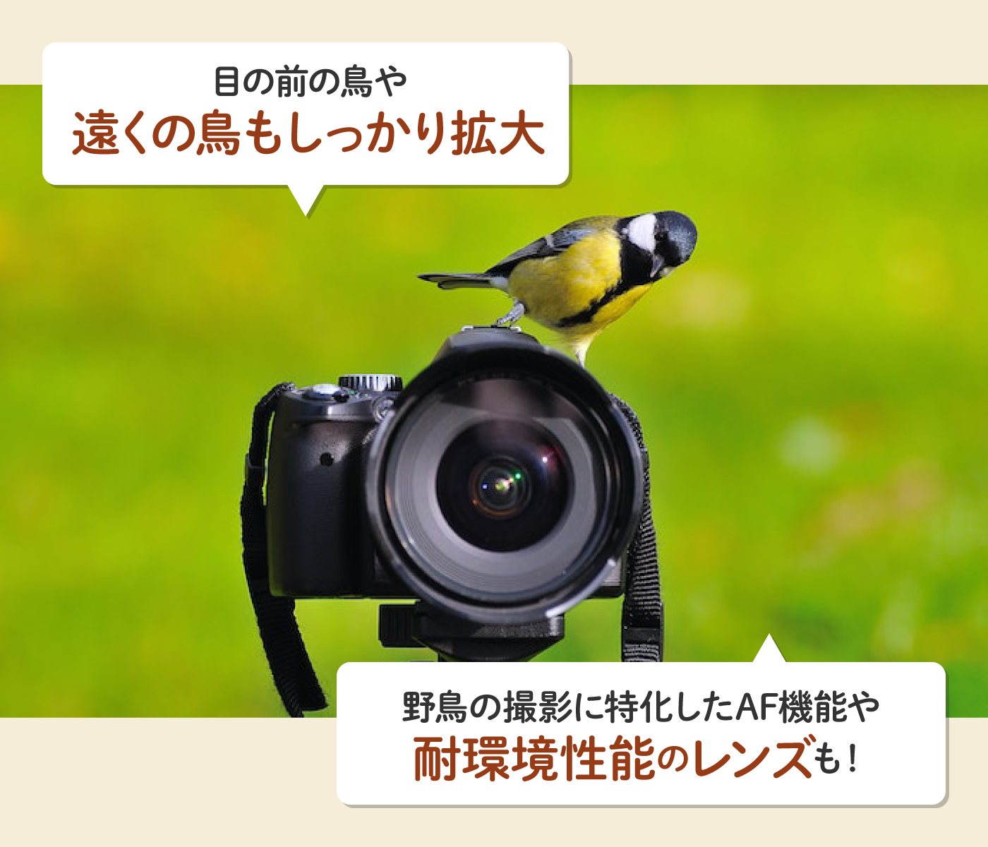 野鳥撮影用レンズのおすすめ人気ランキング【2025年11月】 | マイベスト