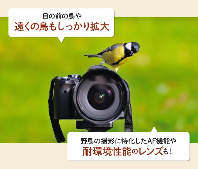 小さい鳥も大きく写せる!野鳥撮影用レンズの魅力とは?