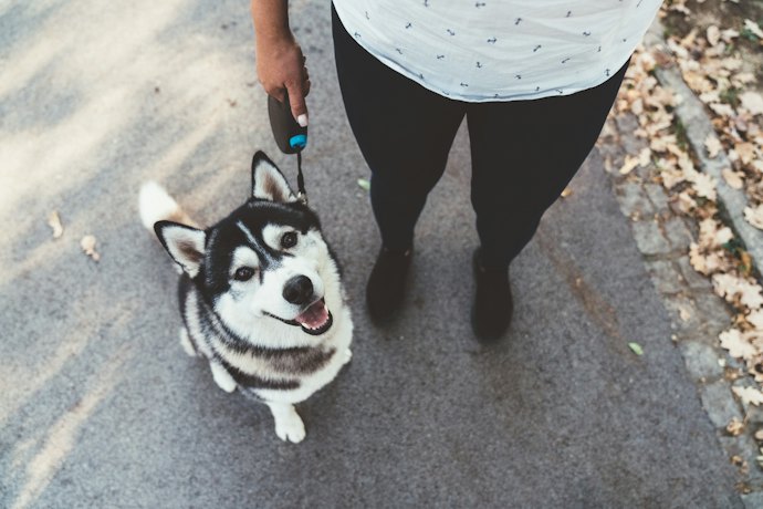 犬のリードの長さは法律で決められている?