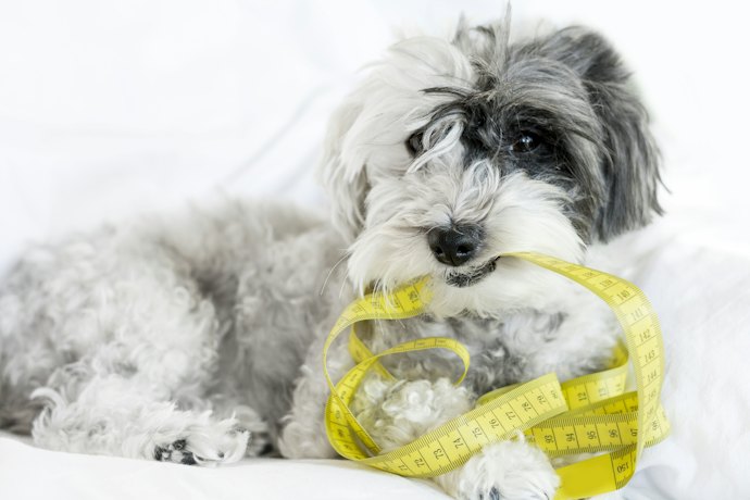 愛犬の口や首まわりのサイズを測っておこう!