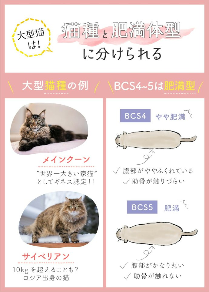 大型猫の基準は?
