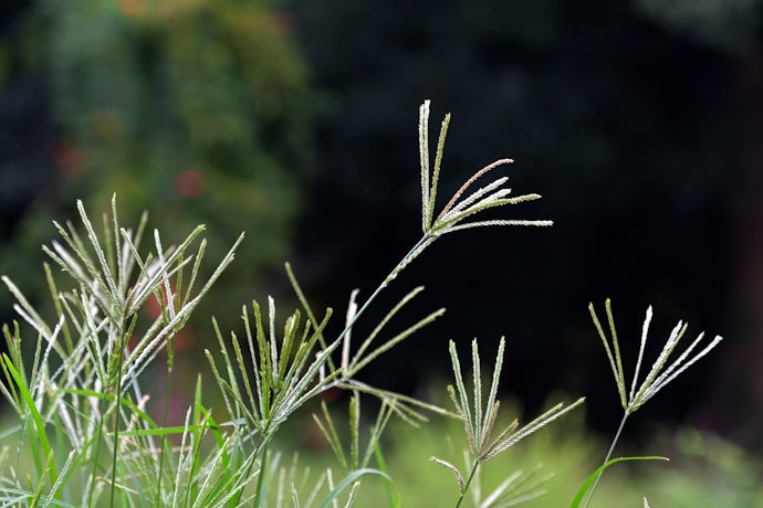 オヒシバとは?普通の除草剤では効きにくい?