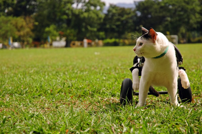 猫用車椅子とは?