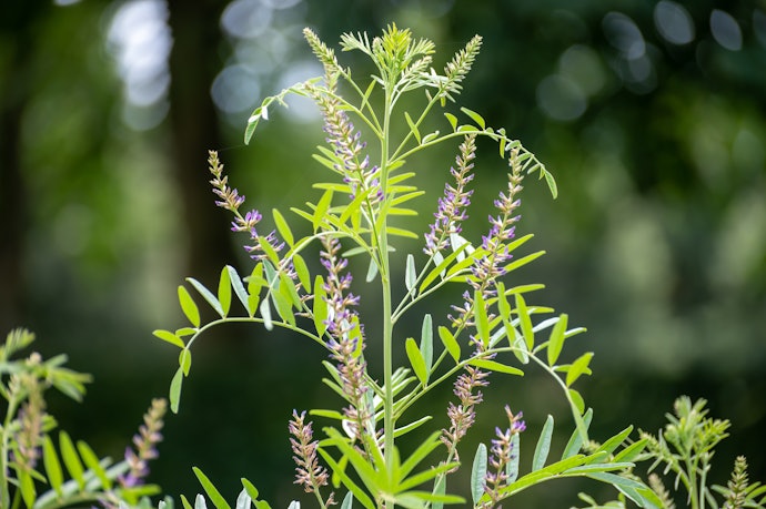芍薬甘草湯とは?どんな症状に効果がある?