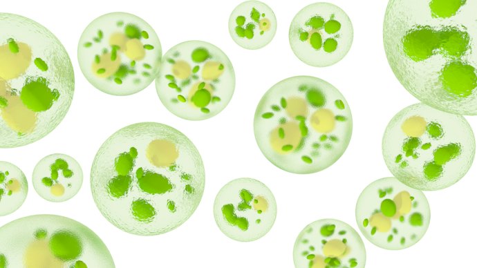 ミドリムシとは?どんな栄養素がある?
