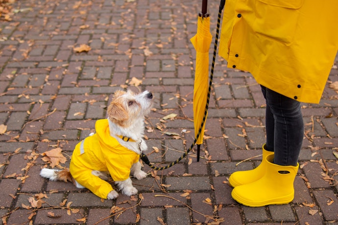 雨の日の散歩に、犬用のレインコートは必要?