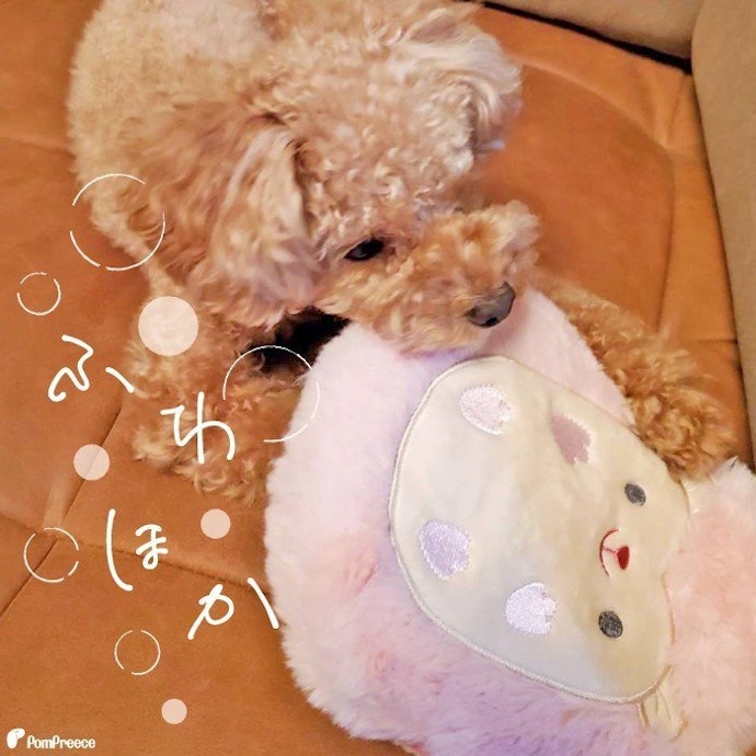 22年 ペット用湯たんぽのおすすめ人気ランキング9選 愛猫 愛犬に Mybest 22年 ペット用湯たんぽのおすすめ人気ランキング9選 愛猫 愛犬に Mybest