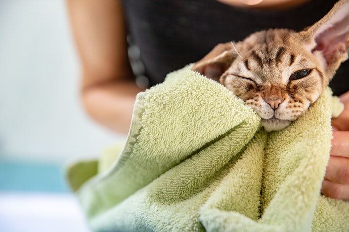 猫用ドライシャンプーのメリットは?