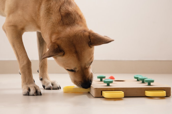 22年 犬用知育玩具のおすすめ人気ランキング42選 Mybest