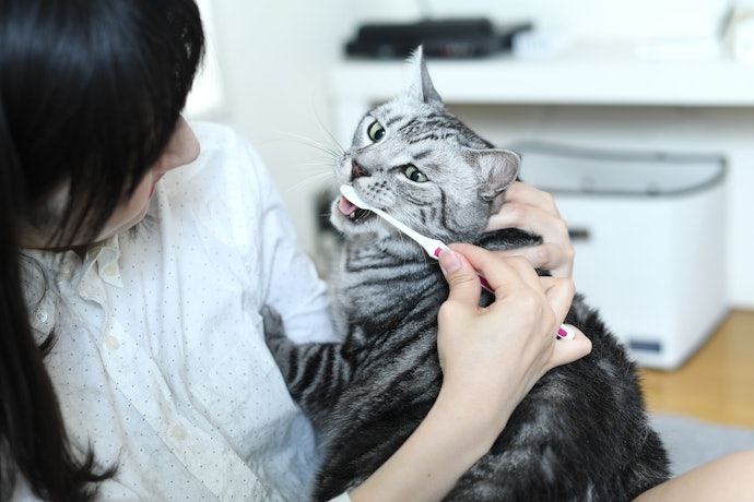 猫に歯磨き粉は必要?舐めたり食べたりしても大丈夫?