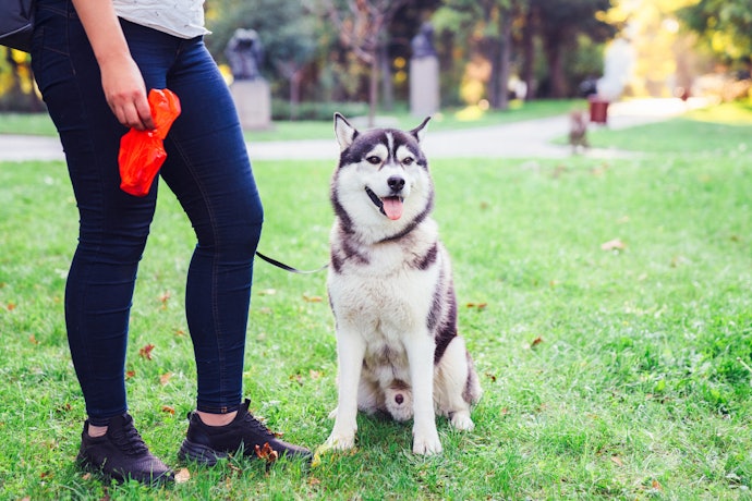 排泄物の処理を楽に!犬用エチケット袋の必要性は?