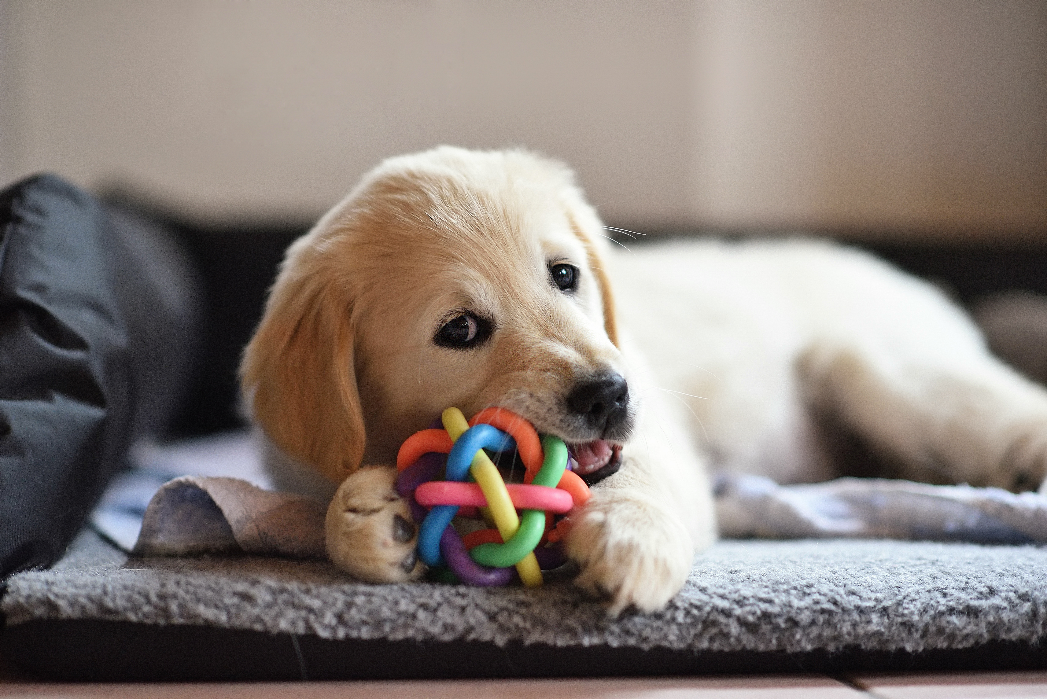 犬のおもちゃ　鈴入り　ボール　犬　玩具　おもちゃ　ペット　あみこみボール　小型犬