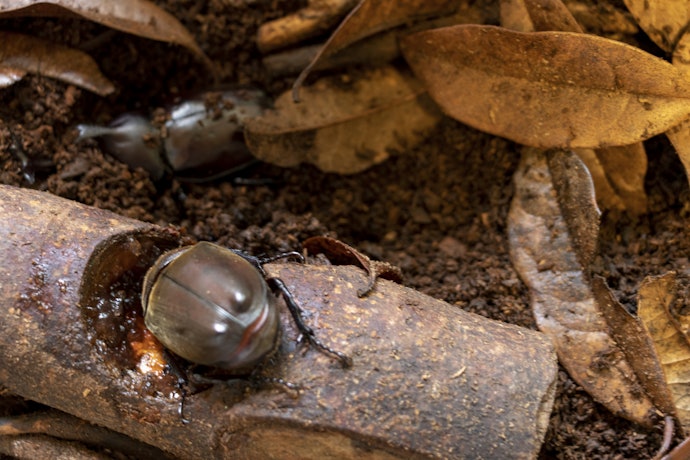 カブトムシ用のマットは腐葉土でも代用できる?