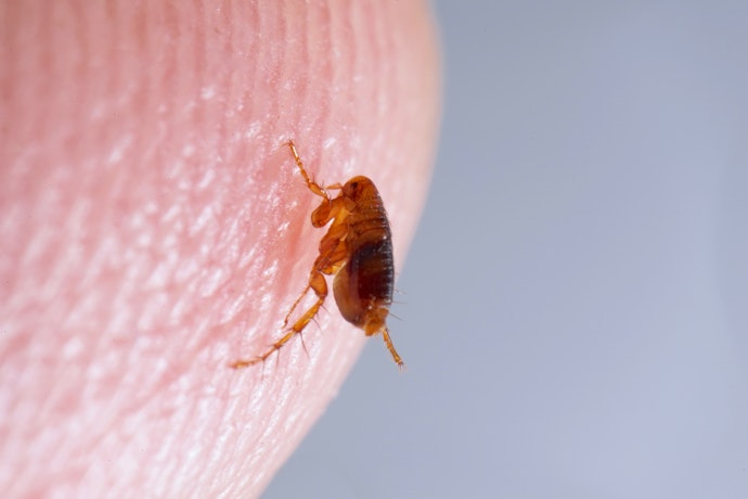 ノミがいるかはどう判断する?ほかの害虫と見分ける方法は?