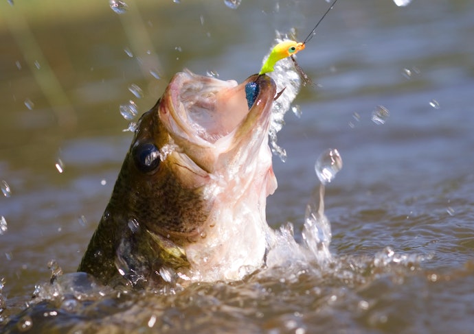 バス釣りで人気の「トップウォーター」とは?
