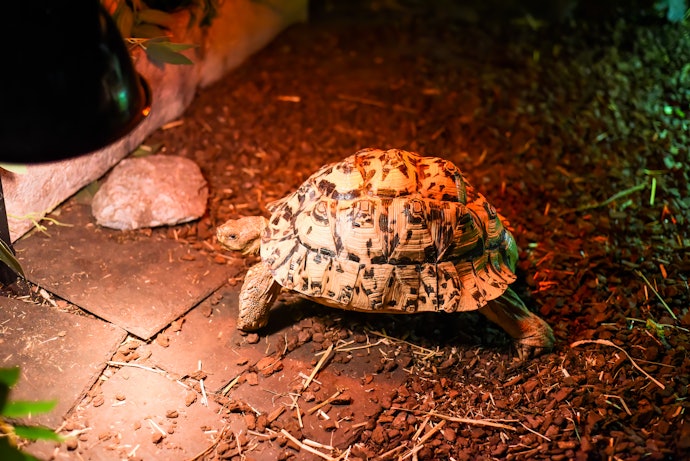亀の飼育に紫外線ライトは必要?