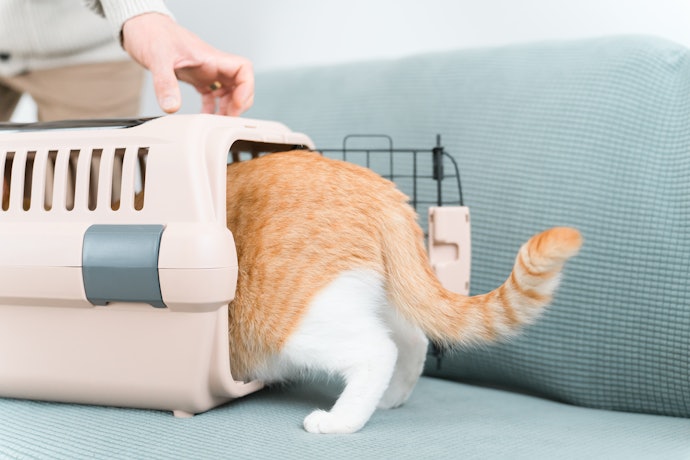 ハードタイプの猫用キャリーケースのメリットは?