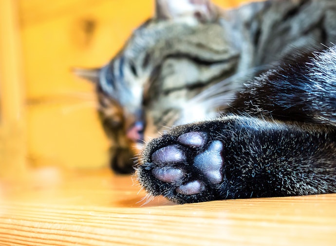 猫の肉球をケアする必要はある?