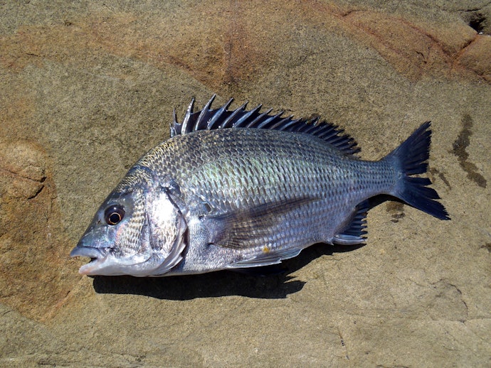 クロダイ(チヌ)釣りで使える「筏竿」とは?