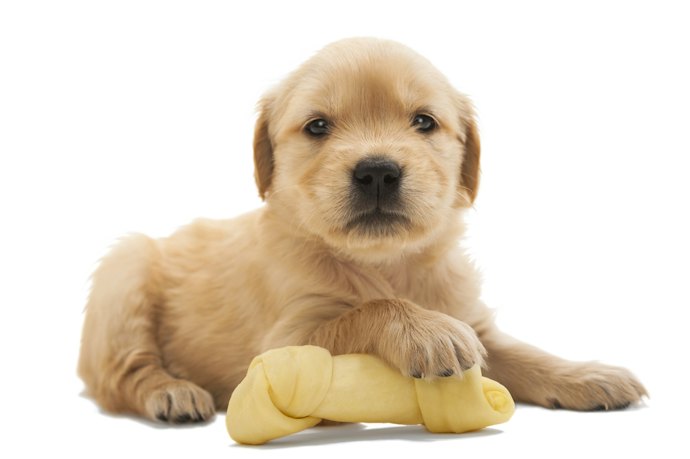 子犬に歯磨きガムを与えるのはいつから?