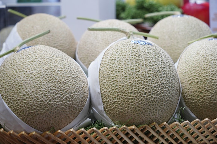 メロンの旬は初夏!贈るなら5~7月がおすすめ