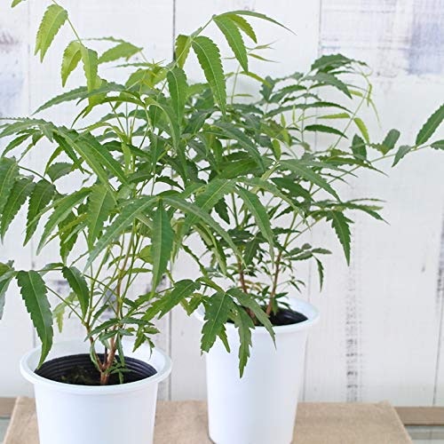 虫除けハーブって何?市販の虫除けに比べて何が良いの?