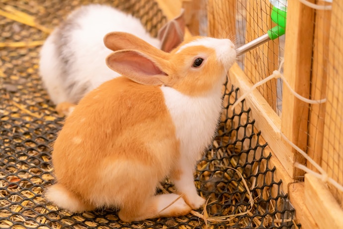 うさぎは1日にどれくらいの量の水を飲む?