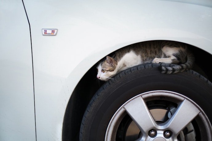 猫よけスプレーとは?どんな効果が期待できる?