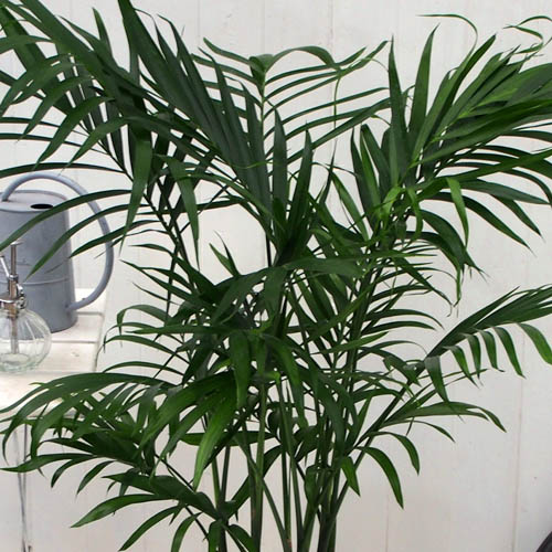メキシカンケンチャヤシ 株分け ケンチャヤシの育て方｜植え付けや植え替えの時期、水やりの方法