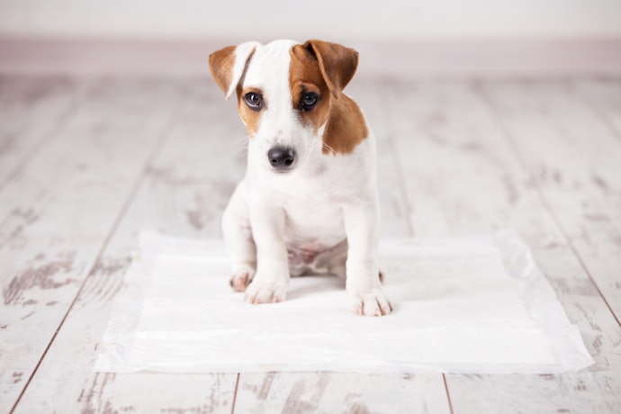 ニオイで誘導!犬用トイレしつけスプレーの必要性は?