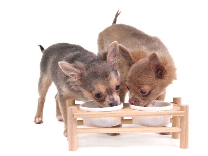 犬用餌台は必要不可欠?犬種による違いはある?