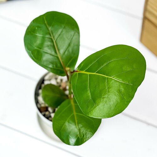 4e4efb57613c2db6f8e6993ae6764a