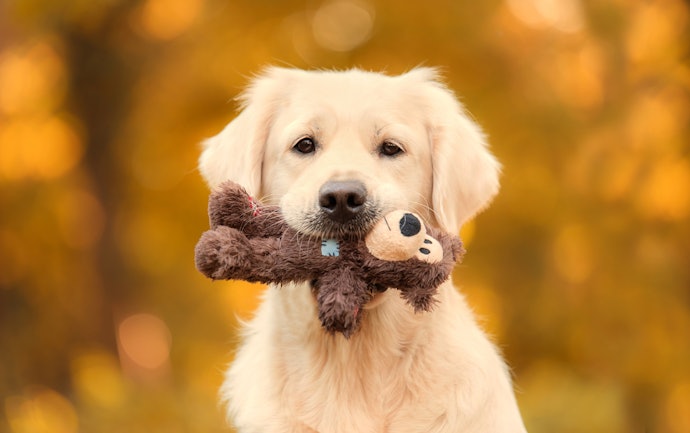 大型犬に専用のおもちゃは必要?