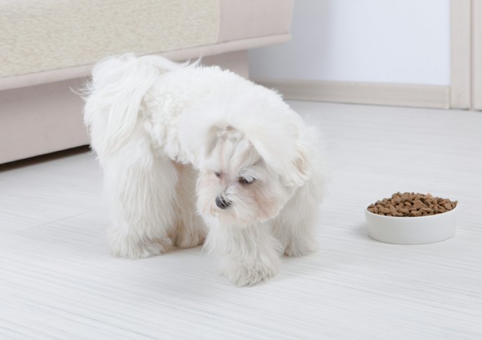 子犬がごはんを食べなくてもおやつで代用するのはNG!
