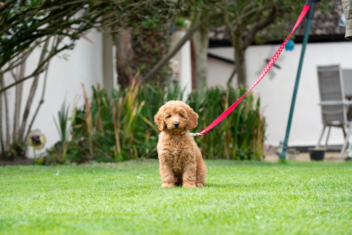 子犬の首輪はいつからつける?必要性はある?