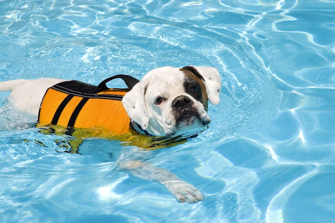 水遊びやリハビリに!愛犬にライフジャケットを着せる必要性は?