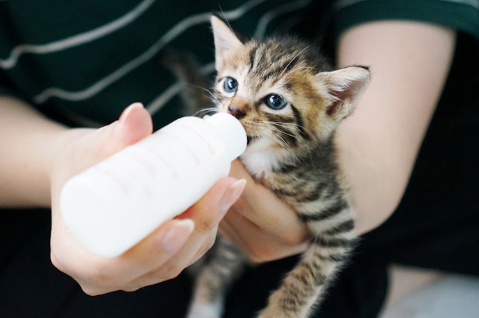 猫にミルクは必要?いつまで飲ませたらよい?